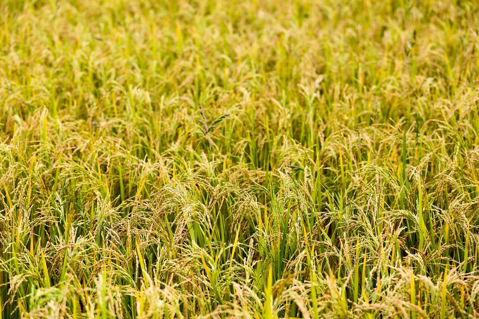 Ghanaians love rice – how smallholder farmers could harvest more of it ...