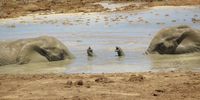 A game of battleships for the ages ?. Taken at Addo National Park