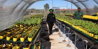 The Soweto farm that turned school grounds into food security