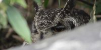 Watching You! Photographer: Gregory Brooks - Spotted Eagle Owl in Kirstenbosch<br>