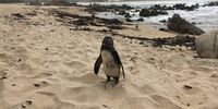 Lonely penguin on the beach at Kleinmond.