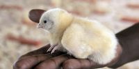 Zimbabwe farmers feed ARVs to chickens in bid to boost growth