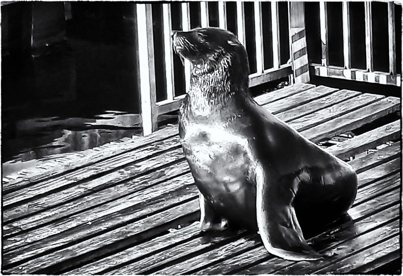 Educating the fishing industry and saving seals one plastic noose at a time