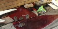 Rats licking at blood-coloured water flowing into a drain at Livingstone Hospital's main entrance. (Photo supplied)