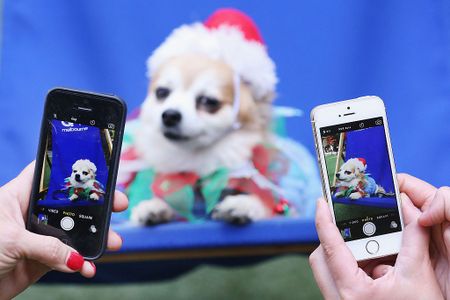 Why we give our cats, dogs and other pets social media accounts