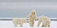 "Hajime!" Hajime is the term used by the referee in Judo to invite opponents to start fighting. Here, the standing polar bear seems to be saying this to the other two, adopting the gesture that referees use when they say this word.  Arctic Wildlife Refuge (Alaska - USA). (Photo: Ricordel Philippe)