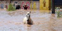 epa09524355 A horse walks through a flooded street after the passage of hurricane Pamela, in the municipality of Rosamorada, Nayarit state, Mexico, 14 October 2021. The passage of hurricane Pamela, which made landfall yesterday as a category 1 storm in northwestern Mexico, caused severe flooding that affected several communities in the north of the state of Nayarit, state authorities reported on Thursday.  EPA-EFE/Aaron Garcia