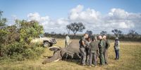 The veterinary team beside the anaesthetised elephant after the procedure before an antidote is administered. (Photo: Shiraaz Mohamed)