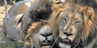 Afternoon snoozing lions, Kruger National Park. Photographer: Derek Reynish