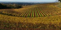 Groot Constantia vineyard splendour. Image: Peter Bam