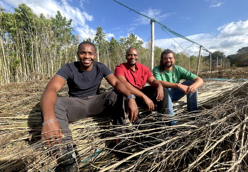 Hemp dreams — young South African farmers create a new industry against all odds