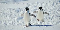 Adélie penguins waddle across sea ice in East Antarctica. (Photo: Tiara Walters)