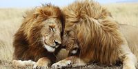 Two male lions cuddle each other.Photo:iStock
