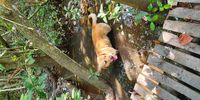 Billy in the swamp Siyaya Trail Mtunzini. Image: Barbara Chedzey 