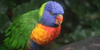 Birds Of Eden, Plettenberg Bay