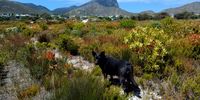 Skye on a walk at Waldo's. Photographer: Marianne McKay