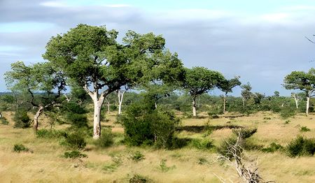 Elephants or marula trees? A plant ecologist’s uneasy view from the Kruger Park