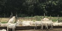 It’s been raining long and hard so the goats cluster on the cement feed platform to keep their hooves free of mud. (Photo: Marie-Lais Emond)