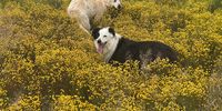 Charlie & Aela enjoying the last of the Spring flowers in the Klein Karoo. 