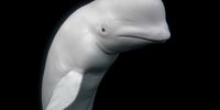 Hvaldimir. This is the story of a beluga whale called Hvaldimir and a fisherman called Joar Hesten. When the fisherman and former whaler jumped into the ice-cold Arctic water and freed Hvaldimir from a harness that had been fitted to the whale, both their lives changed forever. When this white mystic creature turned up in the Arctic waters of Norway, bordering Russia, American activists turned up. Hollywood called and Saudi money was spent. The friendly beluga whale became an Instagram star. When the fuss settled, Joar returned home down south and Hvaldimir did likewise. In the summer of 2020, he turned up in the fjord neighbouring Joar’s home. During that summer and autumn, the former whaler visited the whale, looking after him and discussed with annoyed fish farmers how they best could protect it. © Aleksander Nordahl, Norway, Shortlist, Professional, Wildlife & Nature, 2021 Sony World Photography Awards
