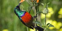 Greater Double-Collared Sunbird; Swellendam. <br> 