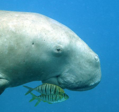 Greens victorious as Sasol ditches Africa sea paradise gas-drilling plan