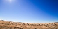 In one of the world’s largest game reserves, Central Kalahari in Botswana, springbok herds on the vast plains still number in their hundreds and thousands, as described by the early explorers.