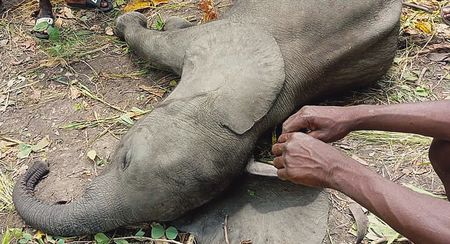 Zambian villagers turn to eating elephants that ate crops in fallout from translocation project