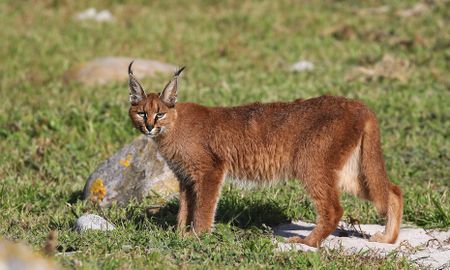 What it takes to keep Table Mountain wild