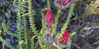Fascinating Fynbos at Fernkloof Nature Reserve, Hermanus. Image: Shalen Misser. 