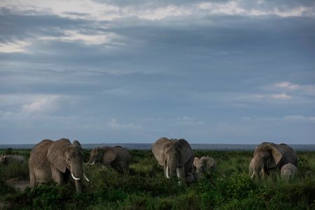 Kenya probes potential toxin after 15 elephants die in Amboseli ecosystem