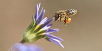 Bee conservationist Jenny Cullinan says that saving the bees means ensuring the safety of their natural habitats and allowing them to live freely. (Photo: Jenny Cullinan)