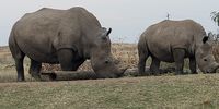 Mom and big baby: Tala Game Reserve. Image: Andy Higgs