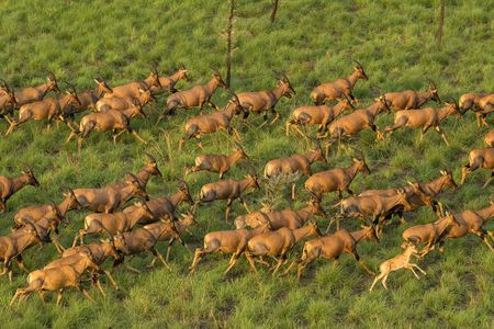 The greatest land mammal migration on Earth is taking place – and it’s not the Serengeti