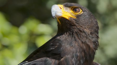 Feathers fly over Watson wind farm plan