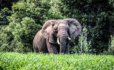 Strangefoot: the last elephant of Knysna — and the hope that refuses to die
