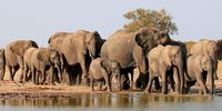North West MEC snubs Parliament again as elephant ‘removal’ plan advances without oversight