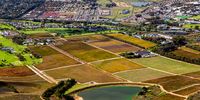Autumn vineyards at Steenberg Estate. <br>