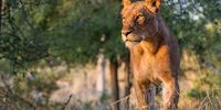 Lioness walks into the golden sunrise. Photographer: Brett Wallington