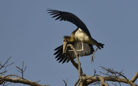 Cambodia releases rare captive-bred storks in conservation breakthrough