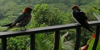 Two young lesser striped swallows joining me for coffee on a rainy morning in Umzumbe, KZN.