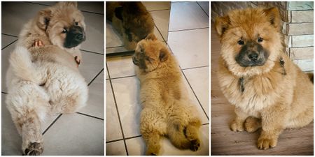 Private equity offers businesses like Absolute Pets the opportunity to drive growth and job creation