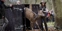 Queen Mary of Denmark releases a deer as she, along with Environment Minister Magnus Heunicke (L), inaugurates a new part of Dyrehaven 'The Deer Park' in Naerum, Denmark, 07 April 2024. The Queen unveiled the king's monogram on one of the new red gates and released two deers in the new part of The Deer Park.  EPA-EFE/Ida Marie Odgaard  DENMARK OUT