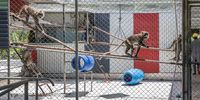 tristen-monkey