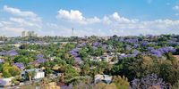 Jacarana Joburg. Photographer: Anastasija de Lange