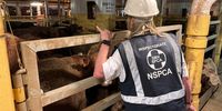 SPCA staff inspect the livestock carrier Al Kuwait docked at Cape Town harbour, on Monday, 19 February 2024. (Photo: Supplied)