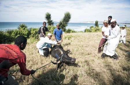 Cattle robbery threatens Madagascar’s peace and security