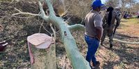 Fever trees felled, fencing destroyed near iSimangaliso — 52 people arrested