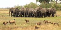 Elephant strat