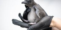 The world’s smallest penguin species, and other stories from around the globe